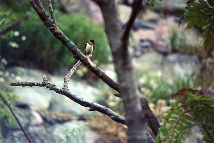 Bird photo