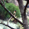 A visiting bird