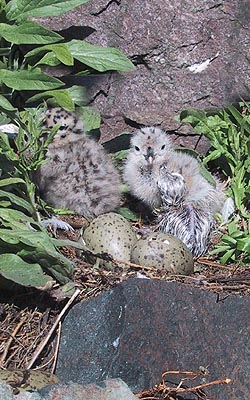 Animal #3 photo