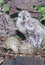 Gull chicks