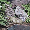 Gull Chicks