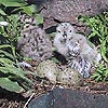 Gull Chicks