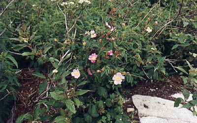 Plant #3 photo