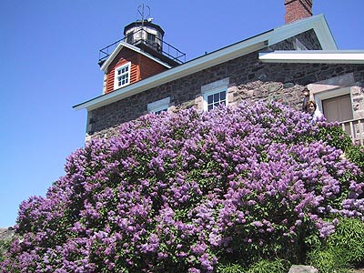 Lilacs in bloom