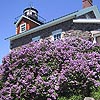 Lilacs in Bloom