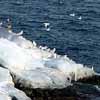 Seagulls on ice