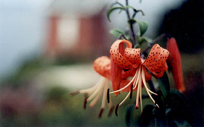 Tiger Lilly